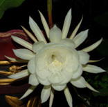 最美的昙花一现