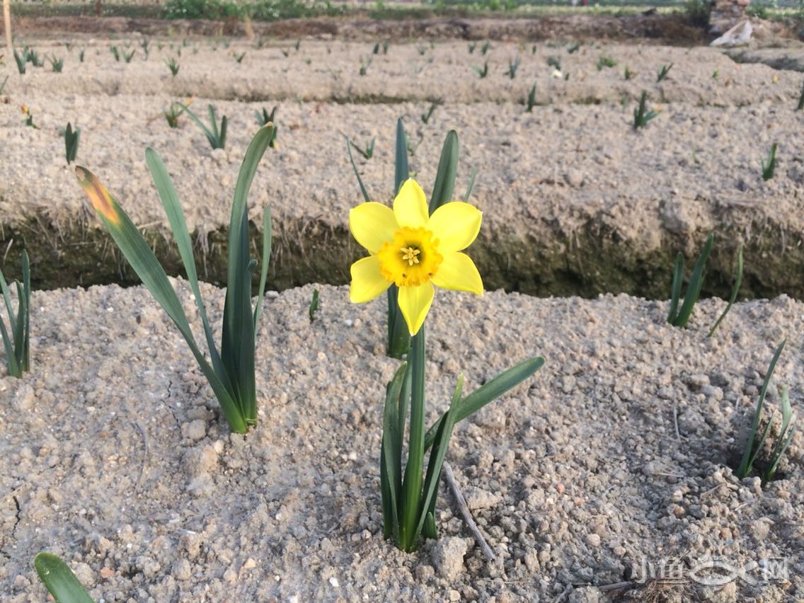 发现一朵金色水仙花