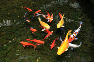 你的运势不好竟然是因为这个？