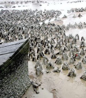 集美大桥下这些三角形做什么用