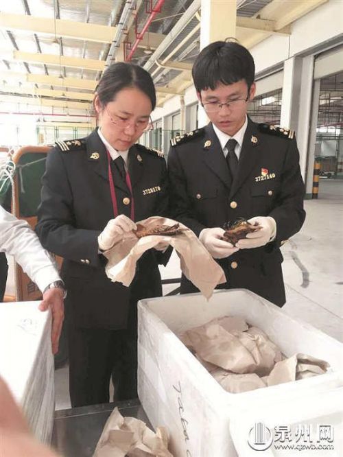 州首次空运进口皮皮虾 全程监管入仓30分钟完成通关