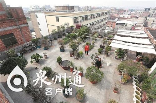 泉州一82岁老人精心把自家天台打造成了空中花园