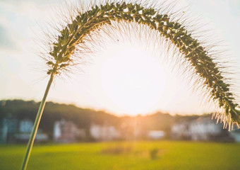 在路上,田园和老宅
