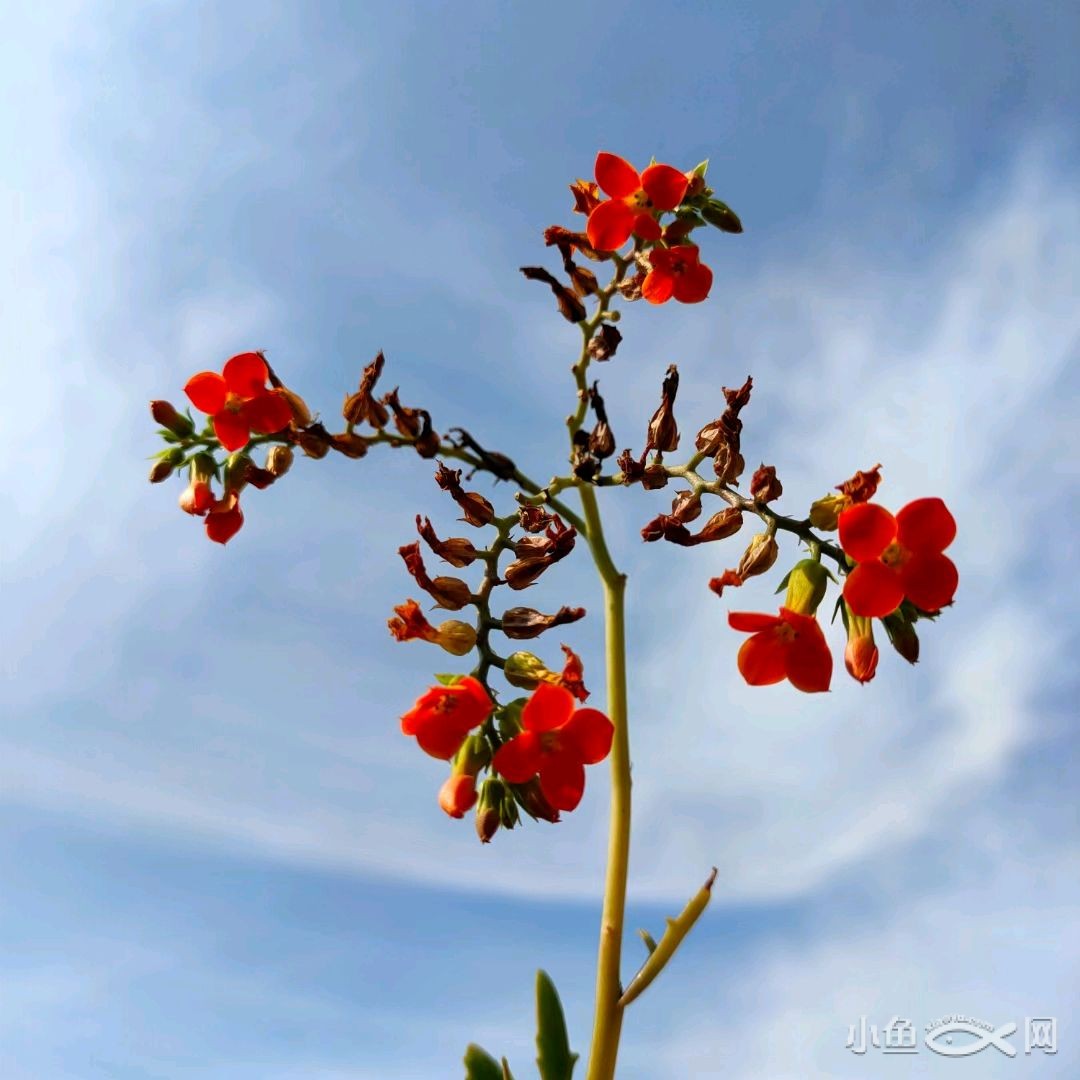 蓝天，白云，山花，野菜……